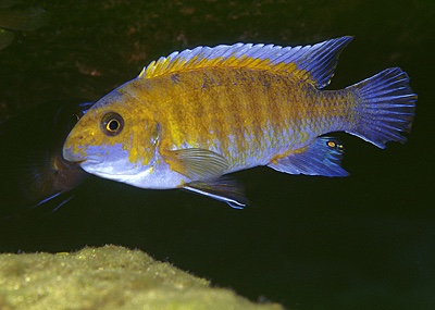 Labeotropheus trewavasae 'Lumbaulo'